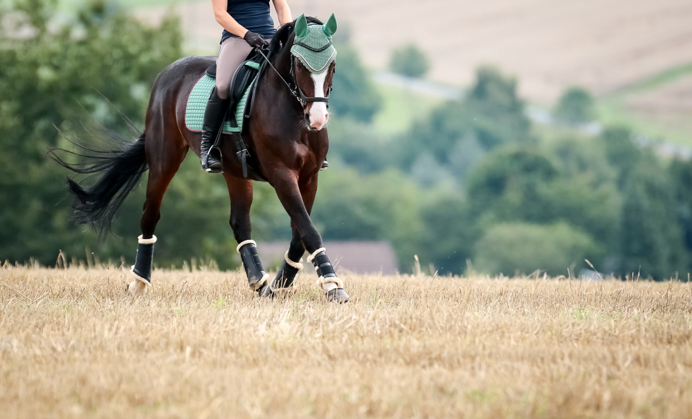 Experiencing Equine Therapy for Addiction Treatment